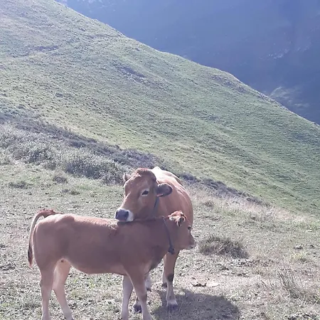 Pasiega Lo Minarro